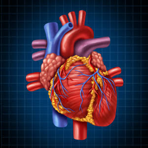 Cardiology